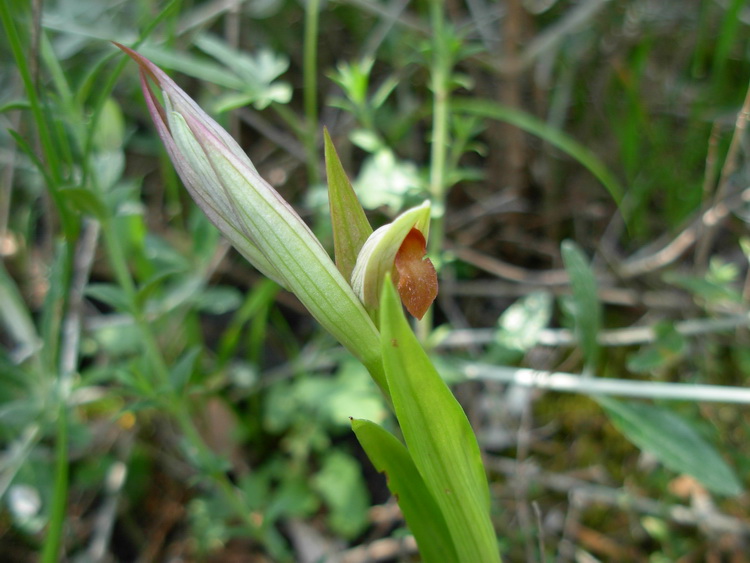 Serapias parviflora?